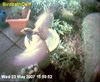 Sparrow in flight